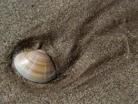 Muschel an der Inch Beach - Dingle, Co. Kerry